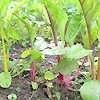 Silverbeet Five Colurs